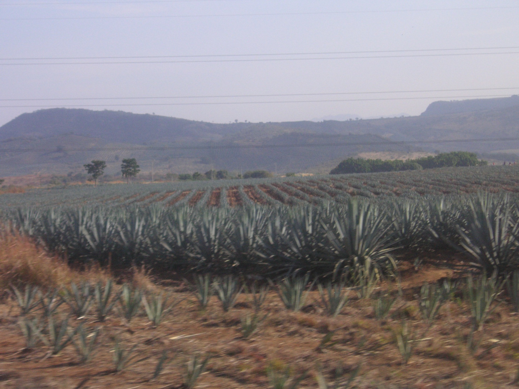 Blue agave field in Jalisco, Mexico