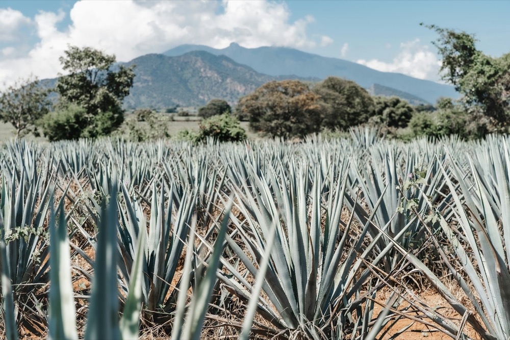 Blue agave plants — sustainable production practices