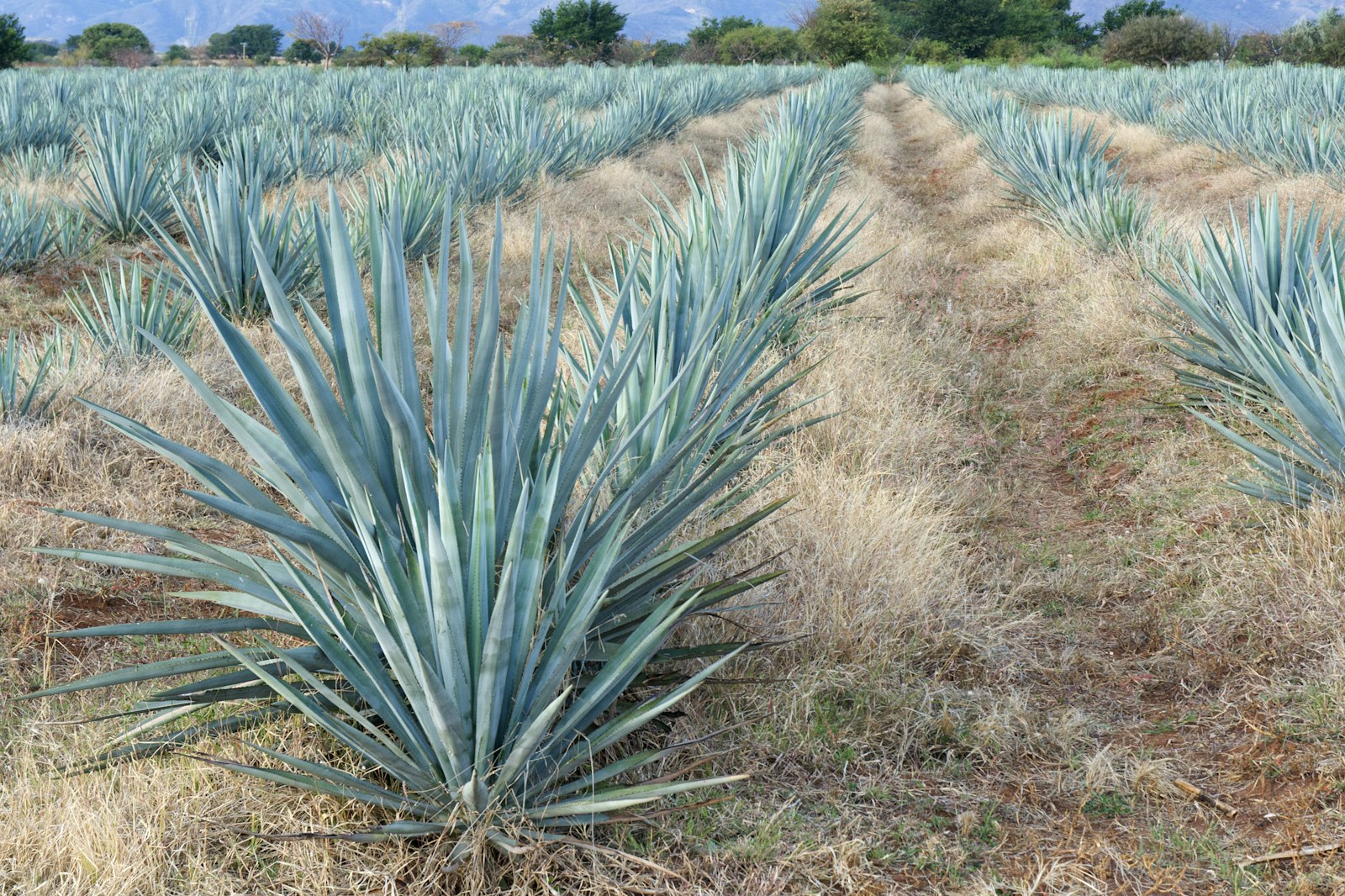 Blue agave field in Jalisco, Mexico — responsible, sustainable cultivation